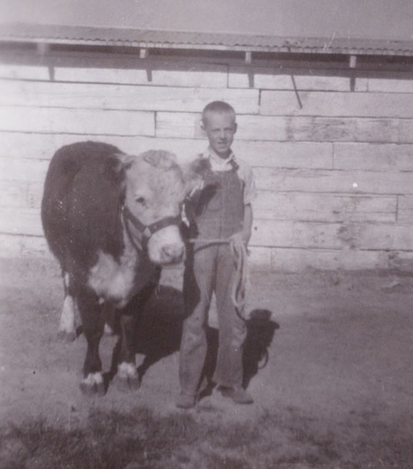 Barton with His 4A Cow